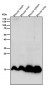 Anti-Histone H3 (mono methyl K9) Rabbit Monoclonal Antibody